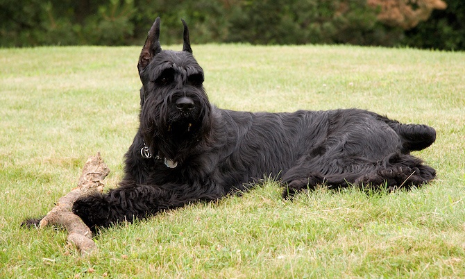 giant schnauzer guard dog